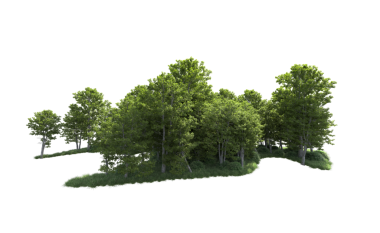 Beyaz üzerine izole yeşil ağaç