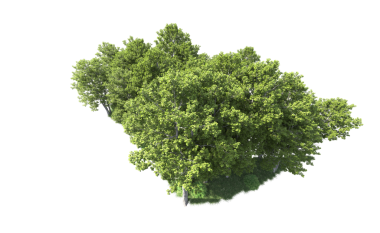 Beyaz arkaplanda yeşil izole ağaç