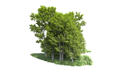 beyaz arkaplanda izole edilmiş yeşil ağaç.