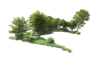 Beyaz arkaplanda izole edilmiş ağaç