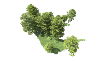 Beyaz arkaplanda izole edilmiş ağaç