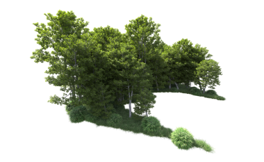 Orman beyaz arka planda izole edilmiş. 3d resimleme