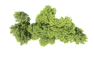 Beyaz arkaplanda yeşil yaprak izole edildi