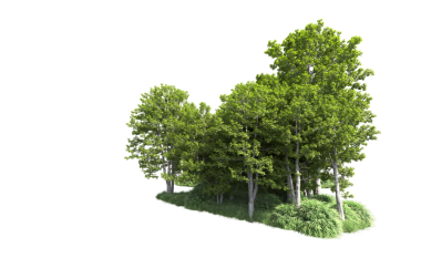 beyaz arkaplanda yeşil ağaç