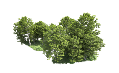 Beyaz arka planda ormandaki yeşil ağaçlar. 3d illüstrasyon.