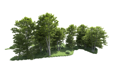 kırpma yolu ile beyaz arkaplan üzerinde izole yeşil ağaç