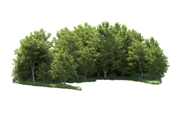 beyaz arkaplanda izole edilmiş yeşil ağaç