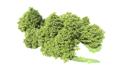 Beyaz arkaplanda brokoli