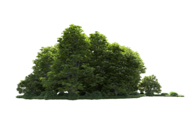 Kara arka planda izole edilmiş ağaç. 3d oluşturma