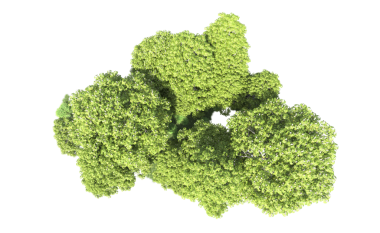 Siyah arkaplanda yeşil brokoli