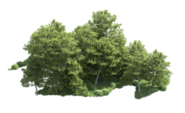 kırpma yolları olan izole edilmiş ağaç.