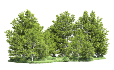 Beyaz arkaplanda izole edilmiş ağaç