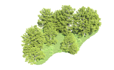 beyaz arkaplanda izole edilmiş yeşil ağaç