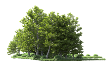 Tek bir ağacın 3 boyutlu görüntüsü