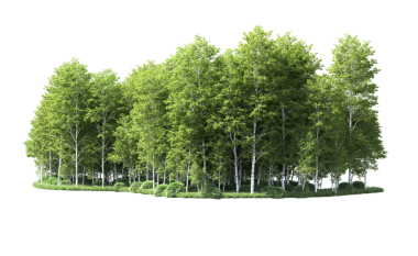 Beyaz arkaplanda izole edilmiş ağaç