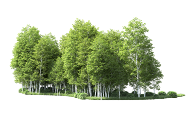 beyaz zemin üzerine yeşil ağaçlar