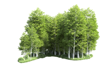 Beyaz arkaplanda izole edilmiş ağaç