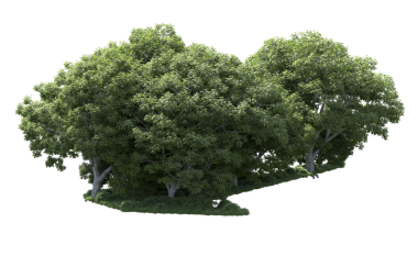 siyah arka plan üzerine ağaç