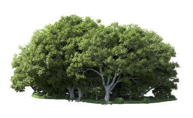 Siyah arkaplanda izole edilmiş yeşil ağaç, 3 boyutlu illüstrasyon.