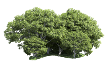 ağaç izole yeşil yaprakları ile