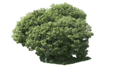 siyah arka plan üzerine ağaç