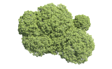 Siyah arka planda yeşil yapraklı ağaç. 3d illüstrasyon