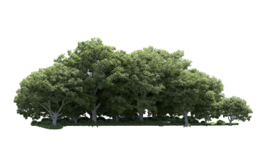 beyaz arkaplanda izole edilmiş yeşil ağaç.