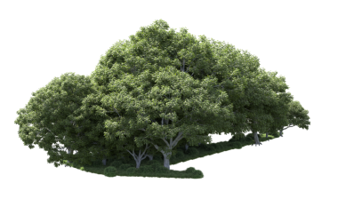 Siyah arkaplan ile hazırlanmış 3 boyutlu ağaç