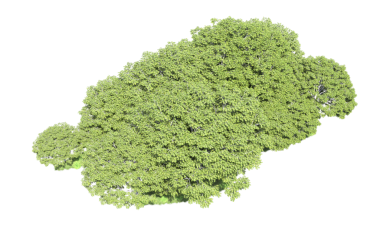 Beyaz arkaplandaki ağaç