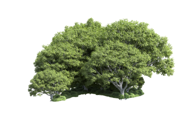 Yeşil yapraklı ağaç, arkaplanı izole et