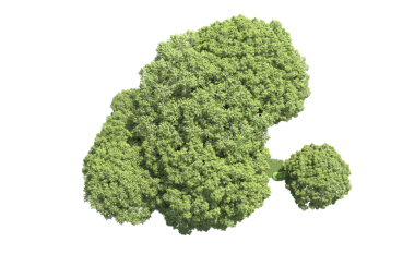 Siyah üzerine brokoli. 3d oluşturma