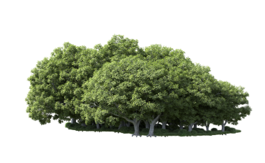 Siyah arka planda izole edilmiş yeşil ağaç. Kesme yolu. 3d illüstrasyon.