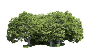 Beyaz arka planda izole edilmiş yeşil ağaçlar. İkisi için de yolu olan ağaçlar ve baskılar. Web sayfaları ve yazdırma