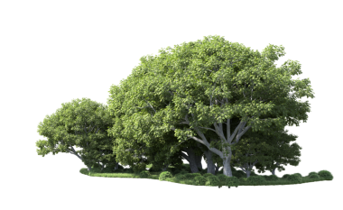 Beyaz arkaplanda izole edilmiş ağaç