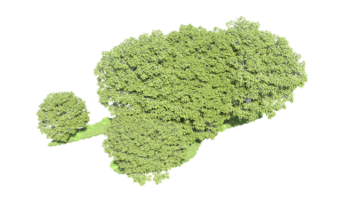 Beyaz arkaplanda yeşil brokoli izole edildi