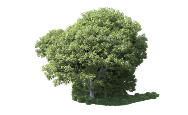 Kırpma yolu olan bir ağacın 3 boyutlu görüntüsü