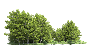 Beyaz arka plan üzerinde izole yeşil ağaçlar