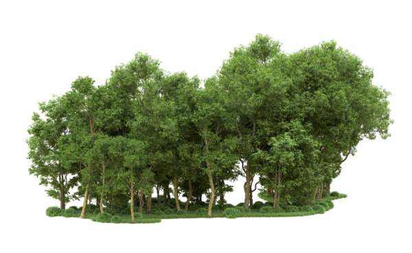 Beyaz bir arka plan ağaç