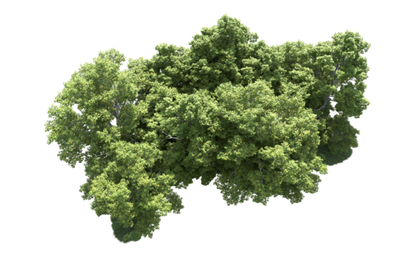 Siyah arkaplanda izole edilmiş bir ağacın 3 boyutlu görüntüsü