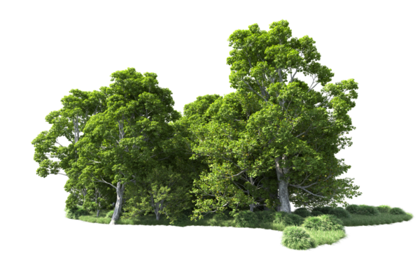 Siyah zemin üzerinde izole edilmiş yeşil bir ağacın 3 boyutlu görüntülenmesi