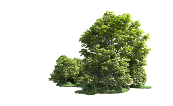 beyaz arkaplanda izole edilmiş yeşil ağaç