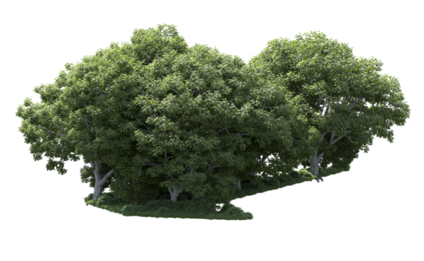 siyah arka plan üzerine ağaç