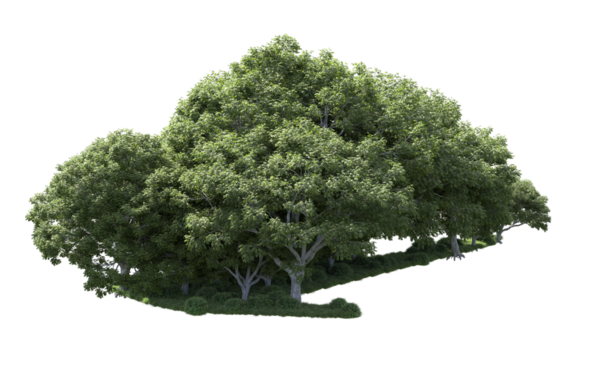 Siyah arkaplan ile hazırlanmış 3 boyutlu ağaç