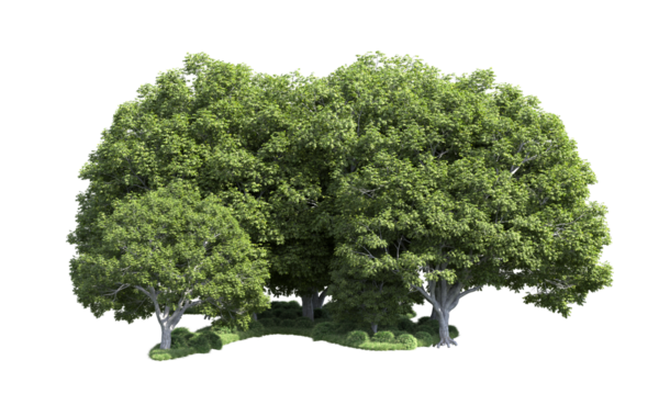 Beyaz arkaplandaki bir ağacın 3 boyutlu resmi