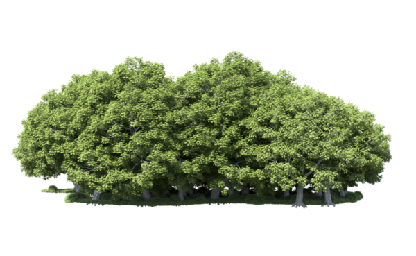 Beyaz arkaplanda izole edilmiş ağaç