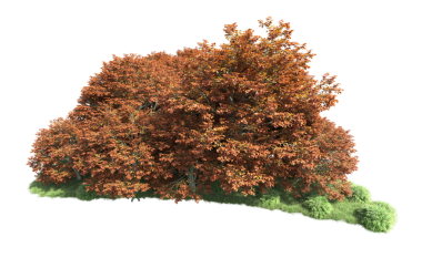 kırpma yolu ile siyah arkaplanda izole edilmiş ağaç