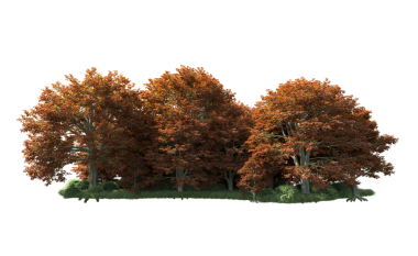 Siyah zemin üzerinde izole edilmiş güzel bir sonbahar ağacının 3 boyutlu görüntüsü