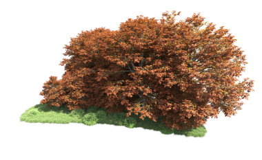 yeşil yaprakları ile sonbahar ağacı