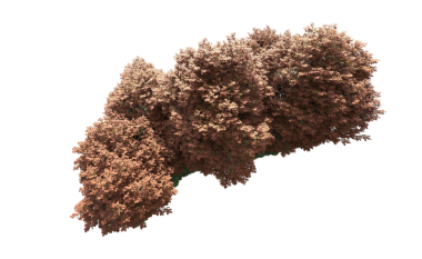 Siyah arkaplanda izole edilmiş yeşil bir ağacın 3 boyutlu görüntülenmesi