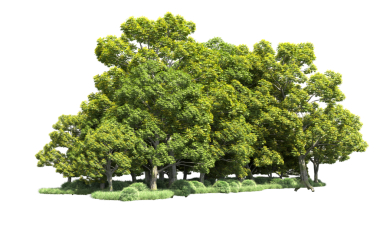 Beyaz arkaplanda izole edilmiş yeşil ağaç - illüstrasyon